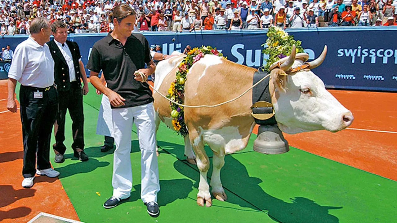 federer-cow-gstaad-2003.jpg